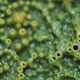A close-up view of Halichondria panicea, or the breadcrumb sponge.